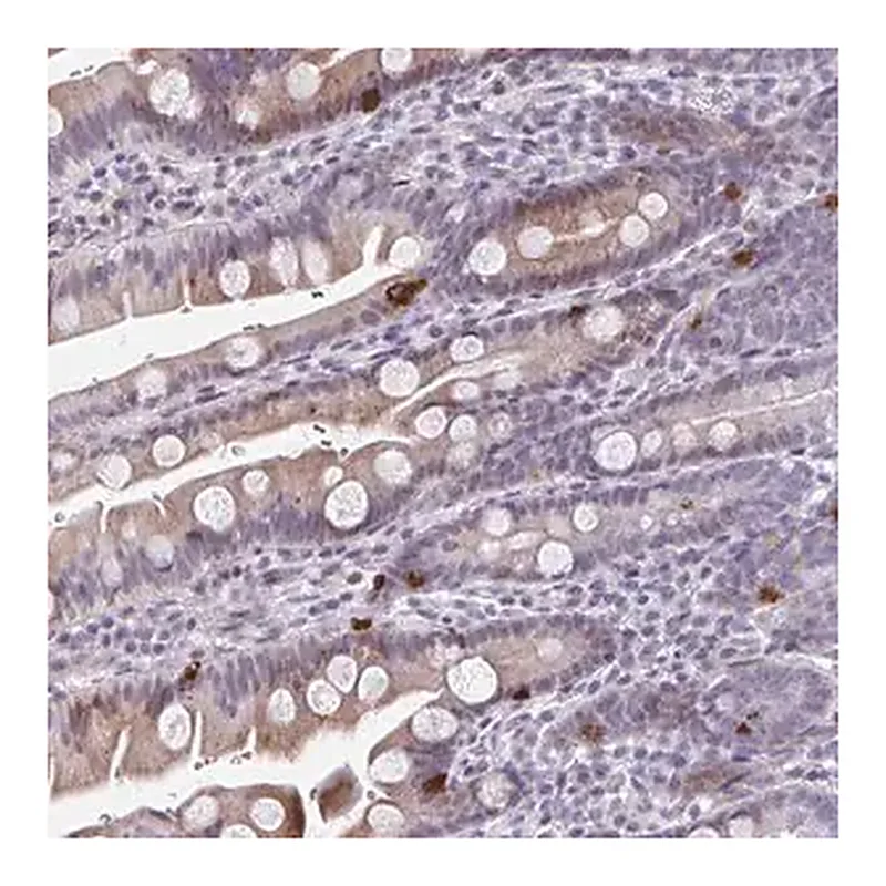 Merck Anti-ABHD16B antibody produced in rabbit