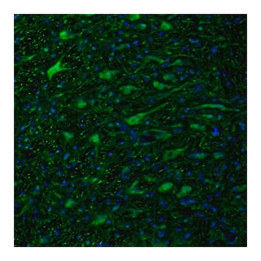 Merck Anti-DTX4 antibody produced in rabbit