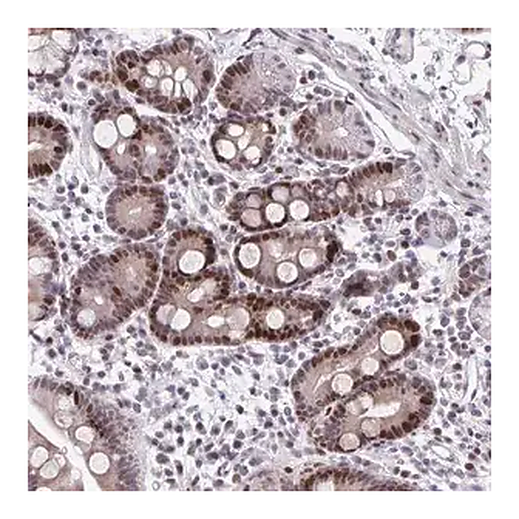 Merck Anti-ZFHX3 antibody produced in rabbit