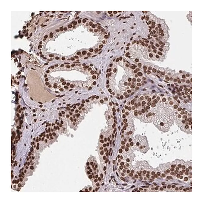 Merck Anti-ZNF593 antibody produced in rabbit