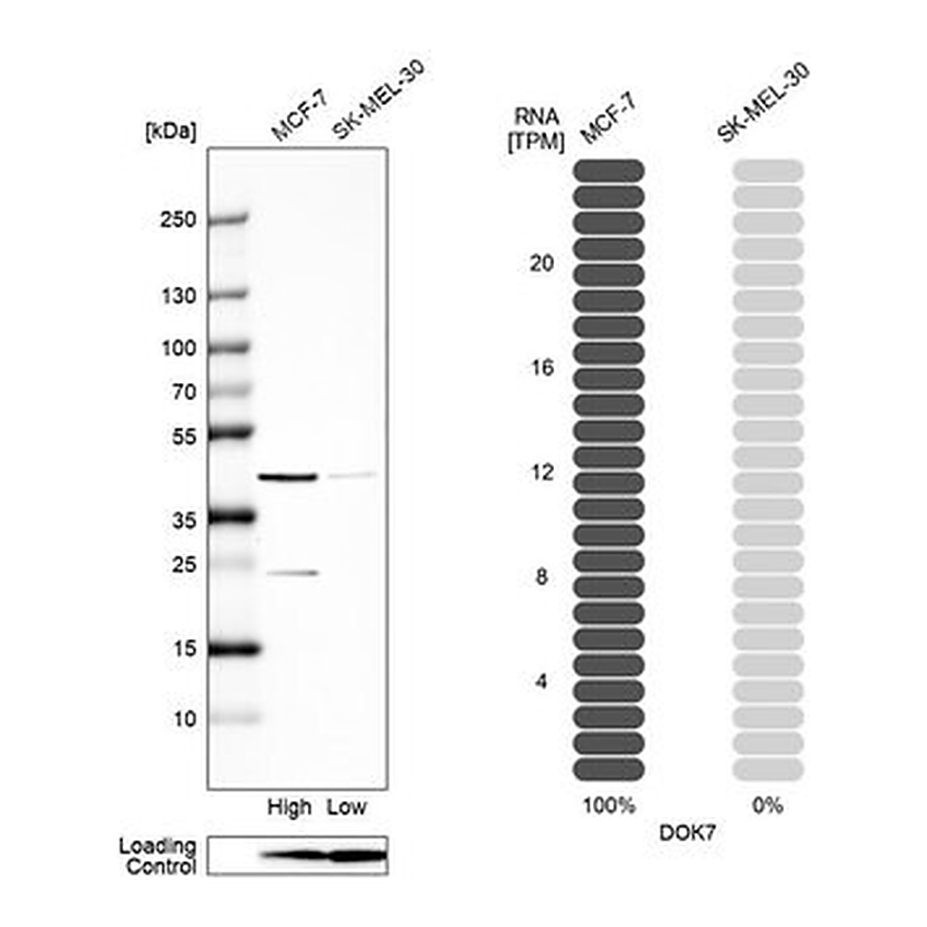 Merck Anti-DOK7 antibody produced in rabbit