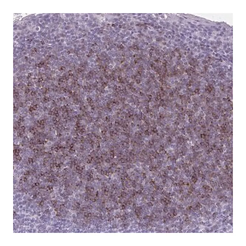 Merck Anti-OR4B1 antibody produced in rabbit