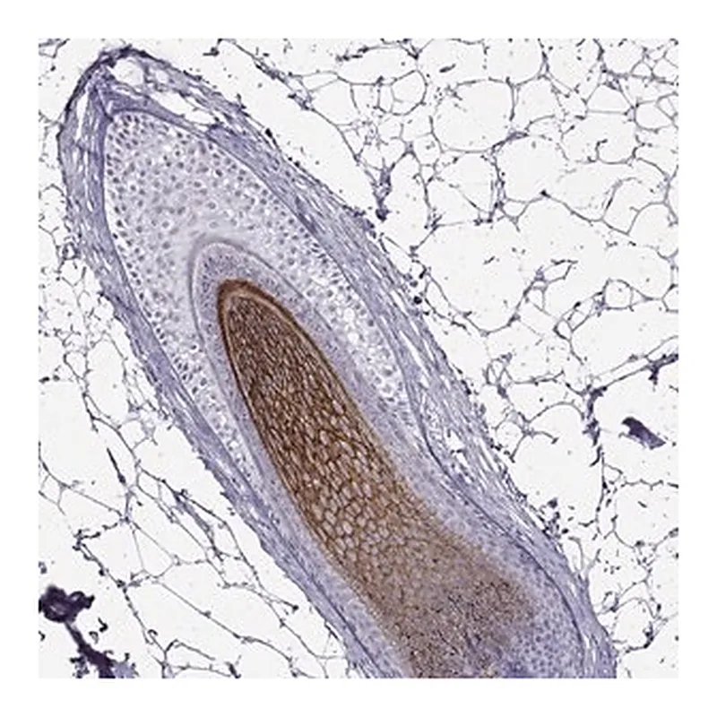 Merck Anti-DSG4 antibody produced in rabbit