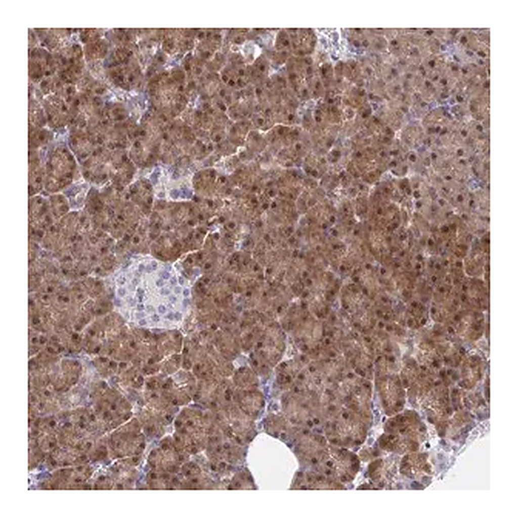 Merck Anti-HOXD12 antibody produced in rabbit