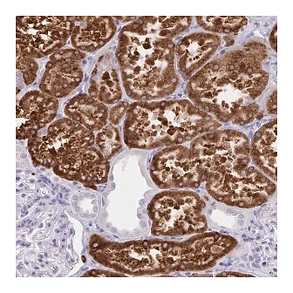 Merck Anti-UGT3A2 antibody produced in rabbit