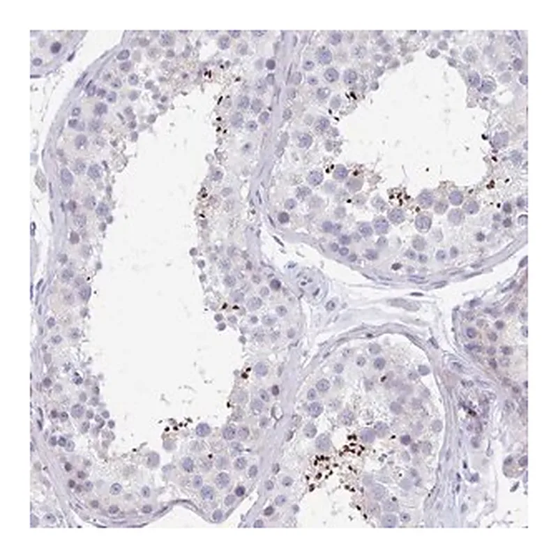 Merck Anti-MROH2B antibody produced in rabbit