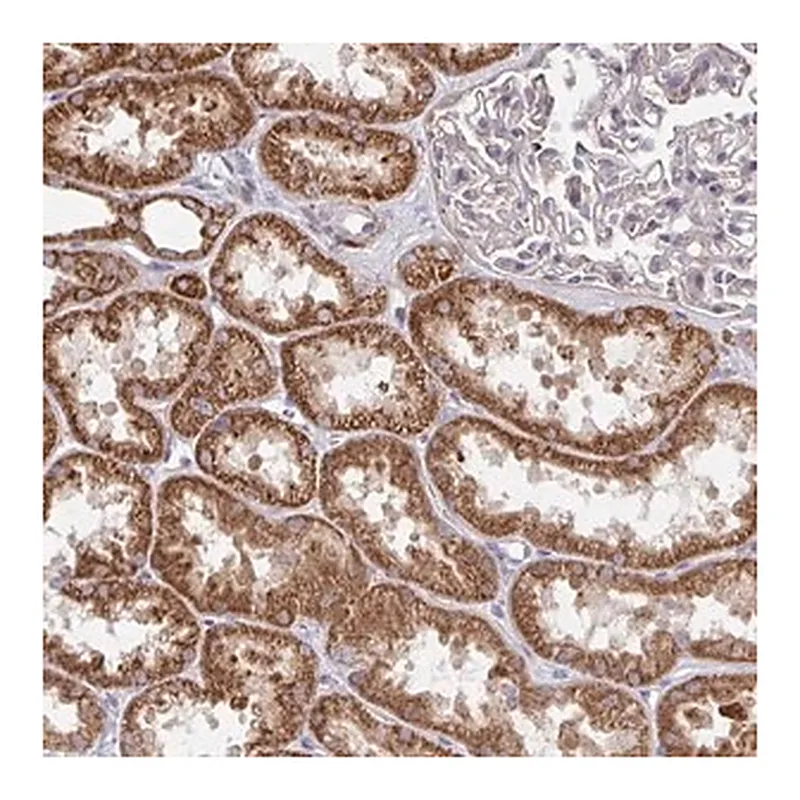 Merck Anti-DZANK1 antibody produced in rabbit