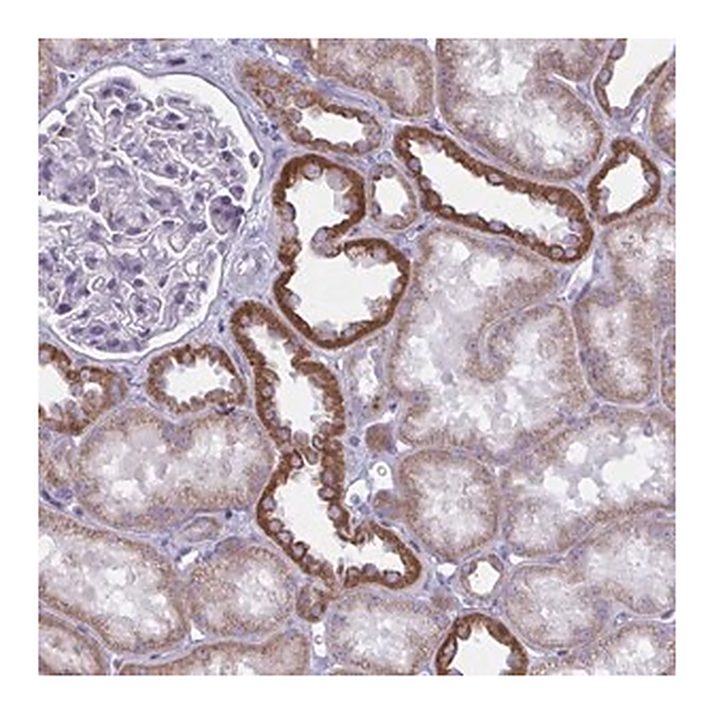 Merck Anti-ATG9A antibody produced in rabbit