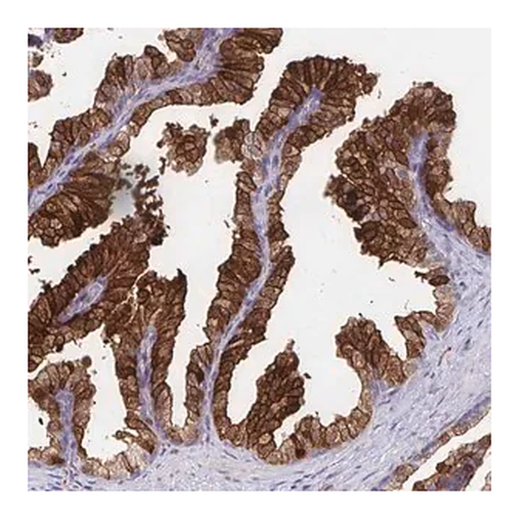 Merck Anti-CDKL1 antibody produced in rabbit