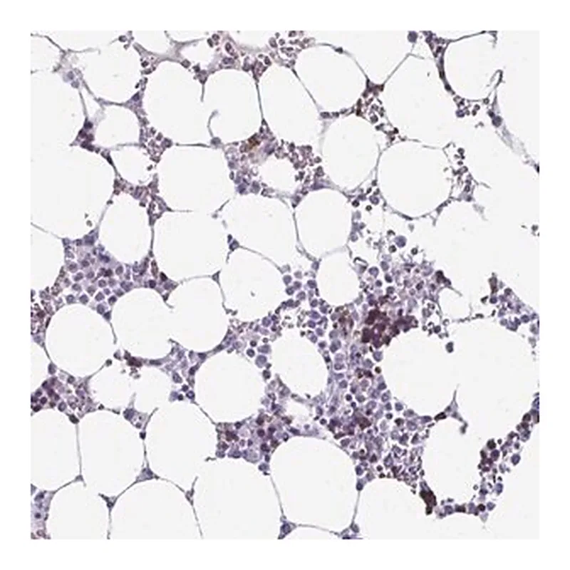 Merck Anti-RHBDL3 antibody produced in rabbit