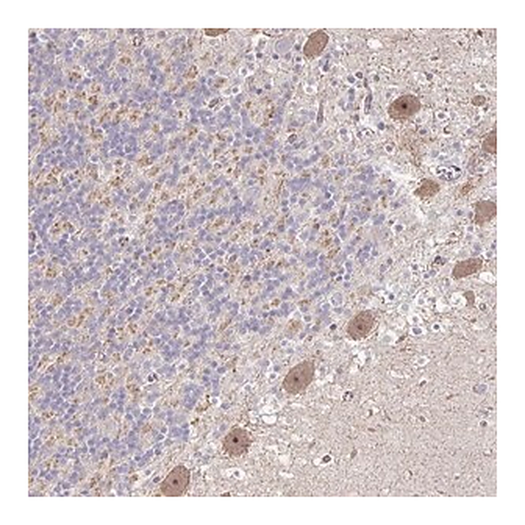 Merck Anti-HCFC1R1 antibody produced in rabbit