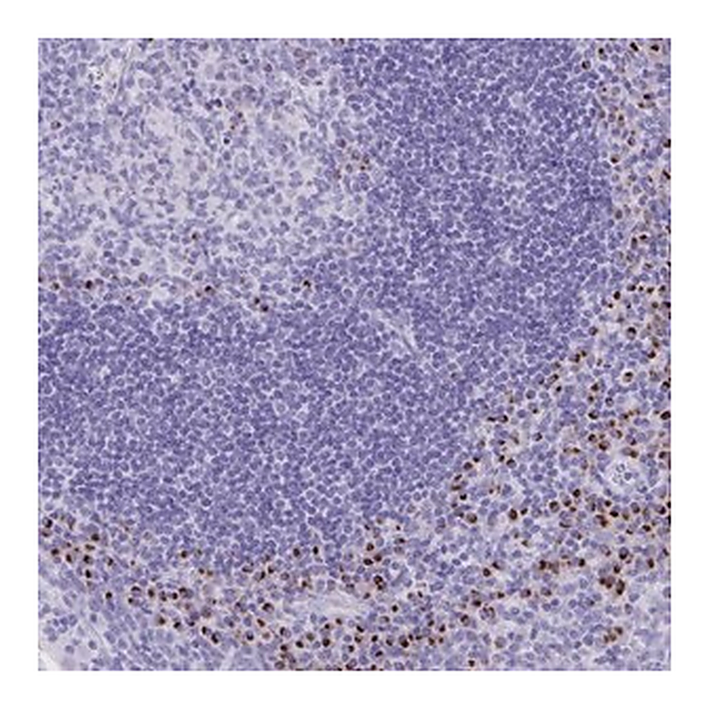 Merck Anti-ANKDD1B antibody produced in rabbit