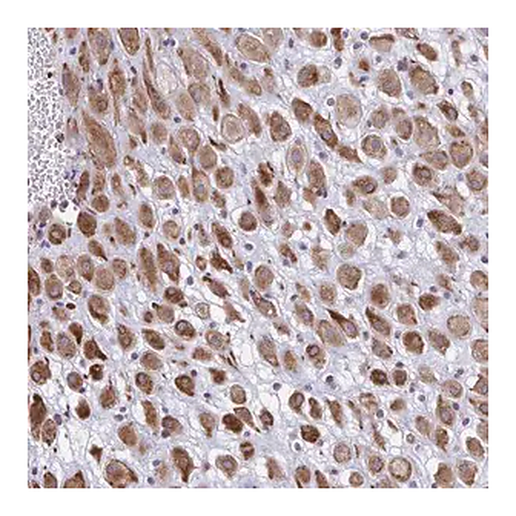 Merck Anti-DCBLD1 antibody produced in rabbit