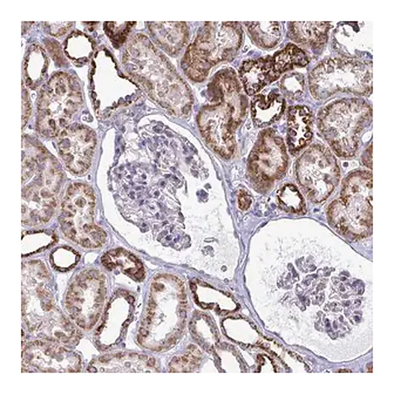Merck Anti-OR10R2 antibody produced in rabbit