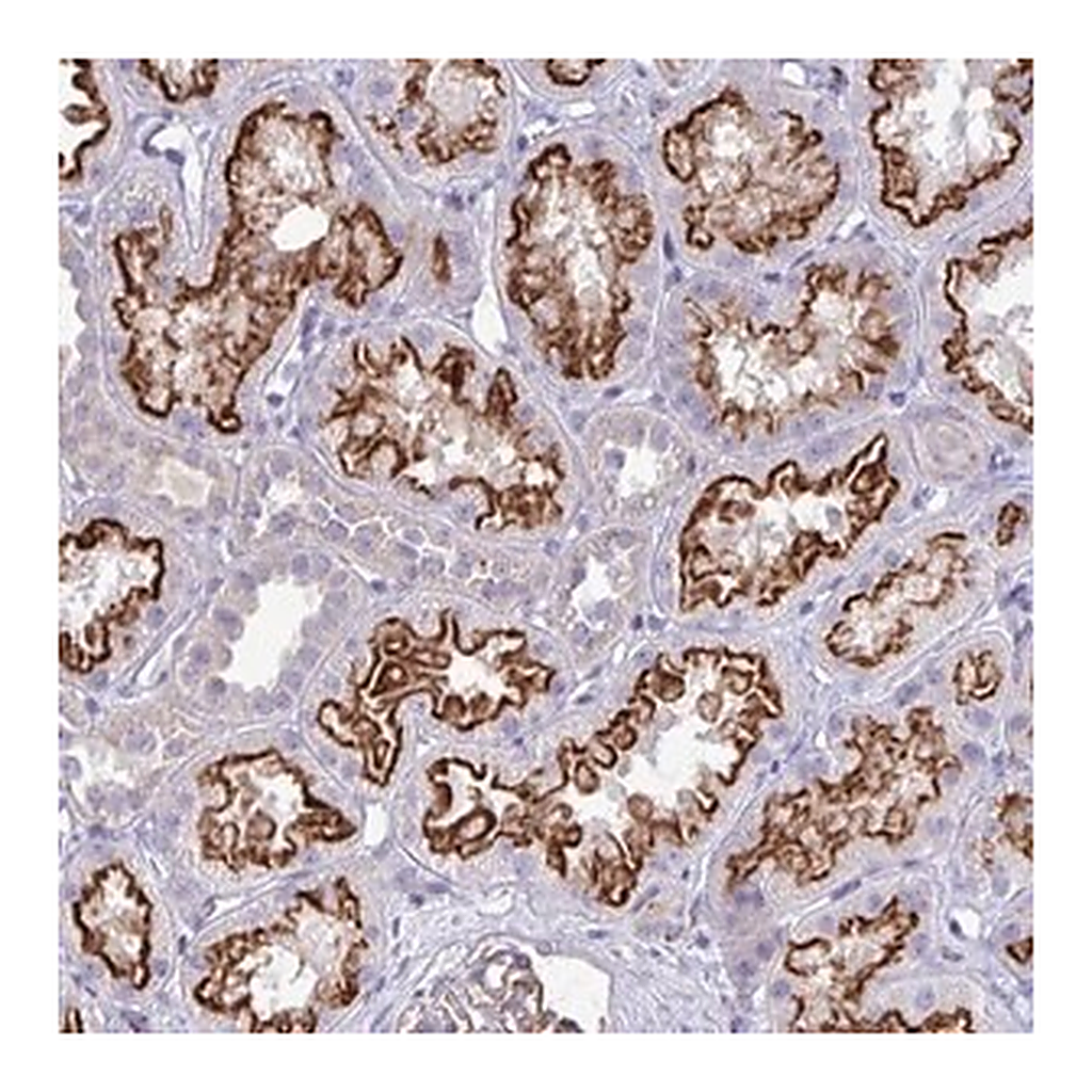 Merck Anti-TP53I11 antibody produced in rabbit