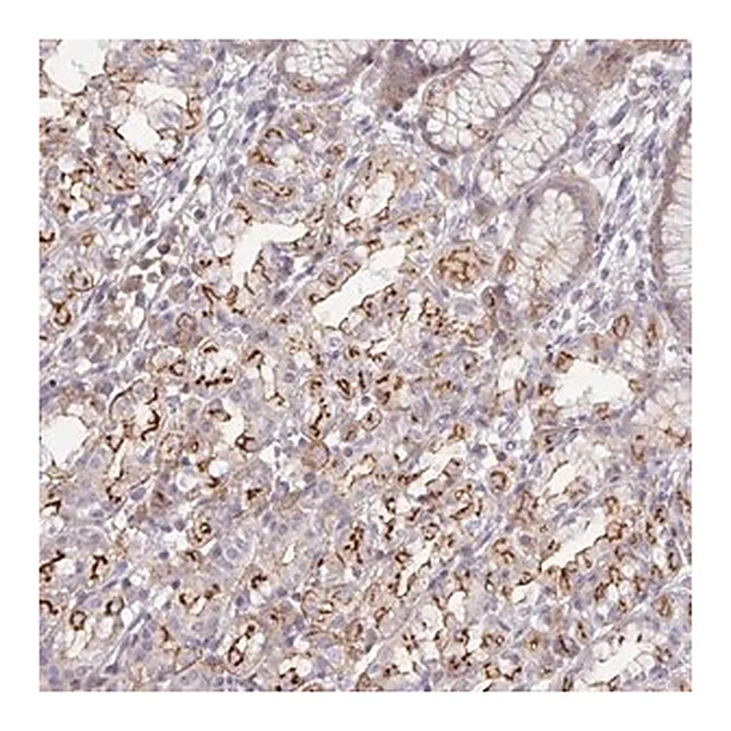 Merck Anti-DISP2 antibody produced in rabbit