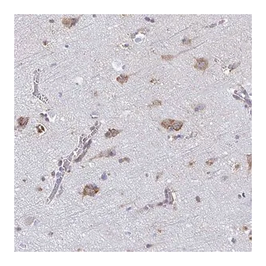Merck Anti-TMEM241 antibody produced in rabbit