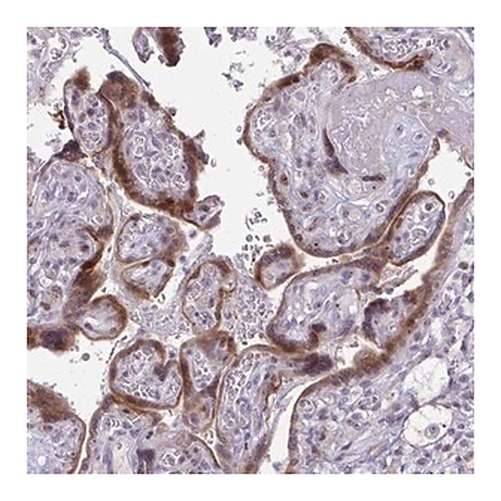 Merck Anti-DLX4 antibody produced in rabbit