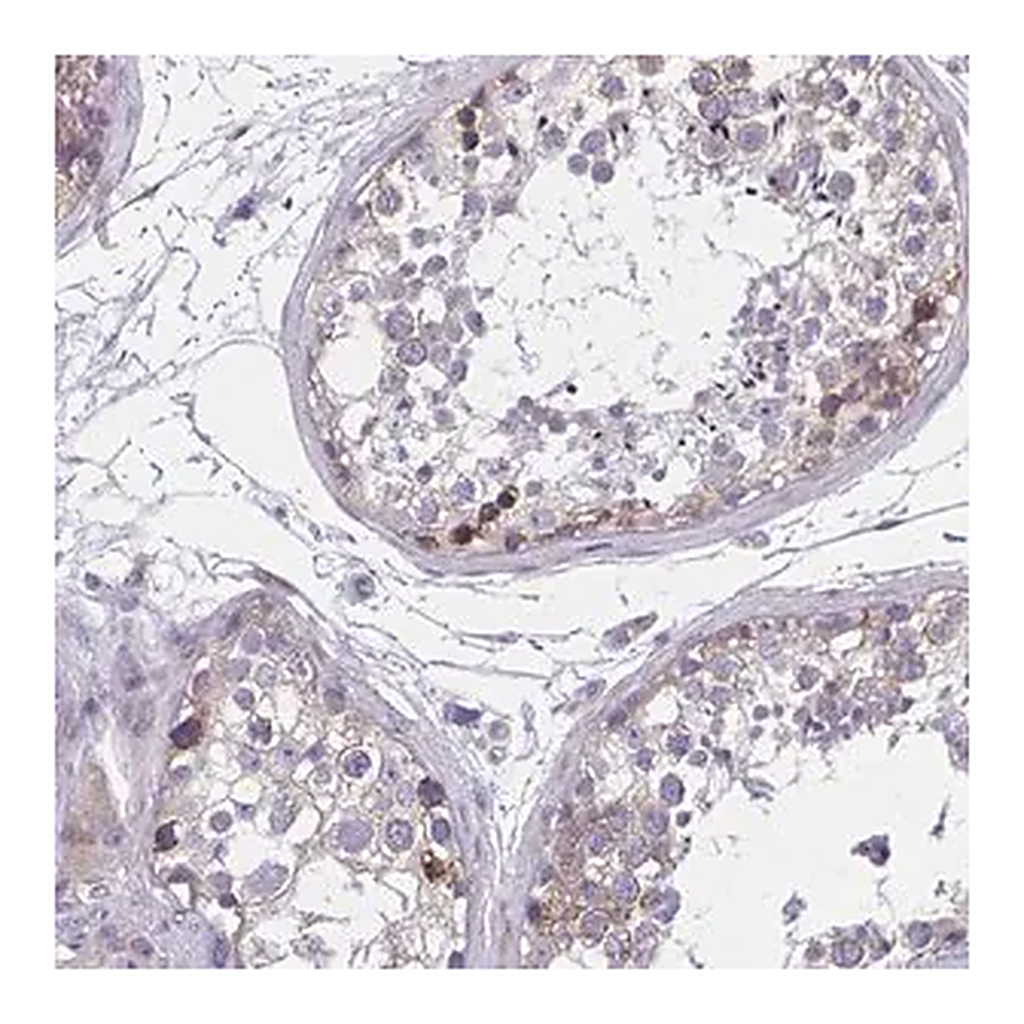 Merck Anti-GIGYF2 antibody produced in rabbit