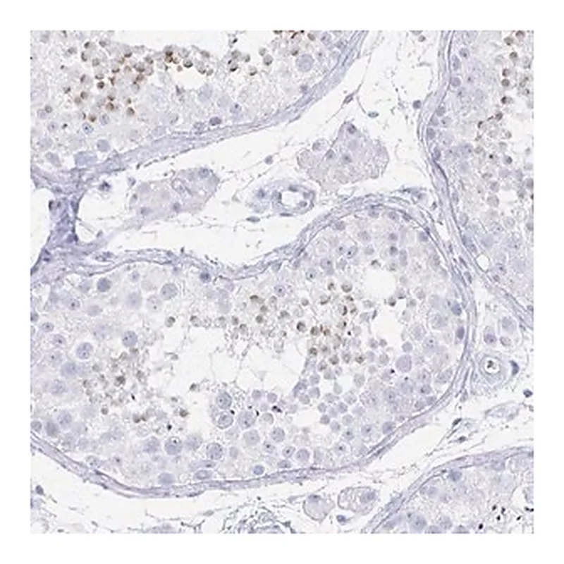 Merck Anti-PRDM7 antibody produced in rabbit