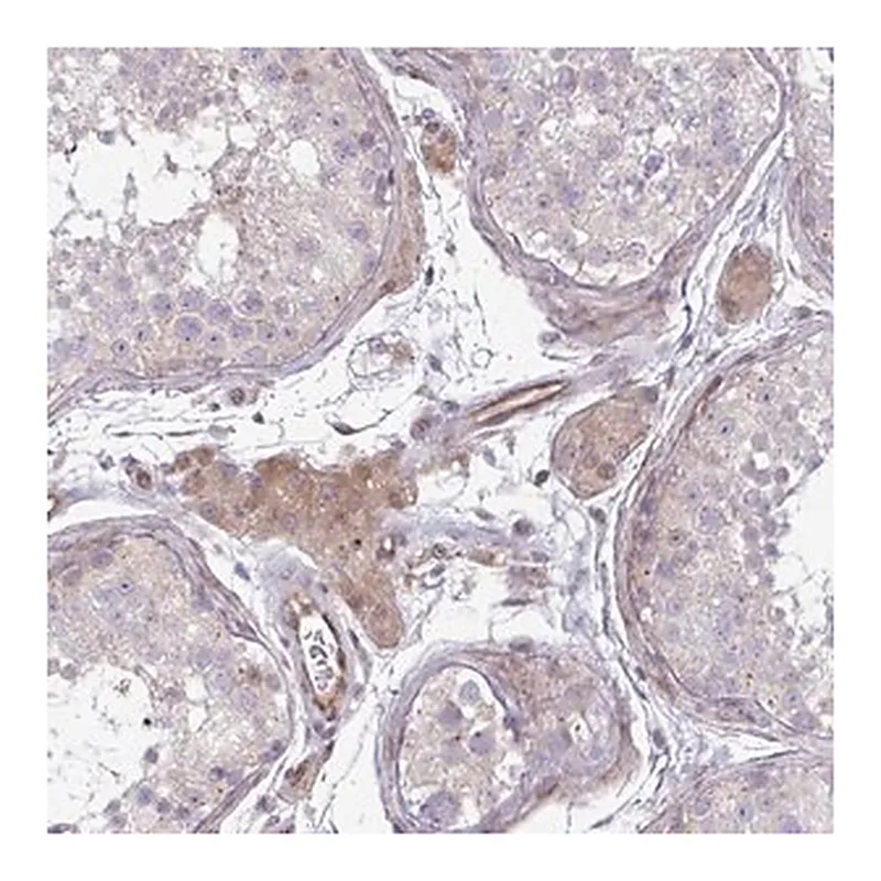 Merck Anti-ZSCAN9 antibody produced in rabbit