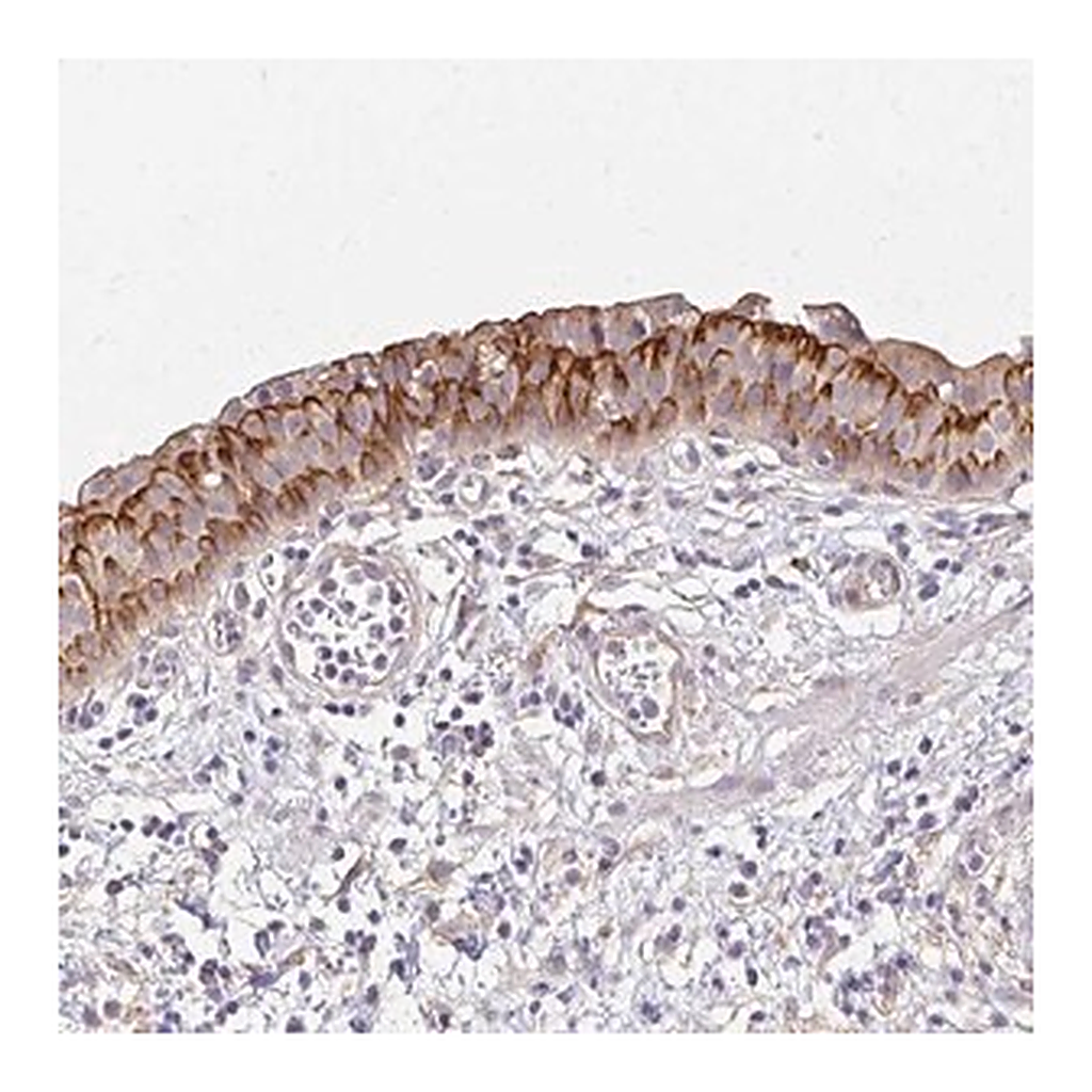 Merck Anti-PRIMA1 antibody produced in rabbit