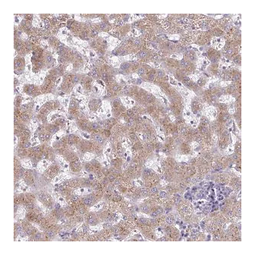 Merck Anti-FAM122C antibody produced in rabbit
