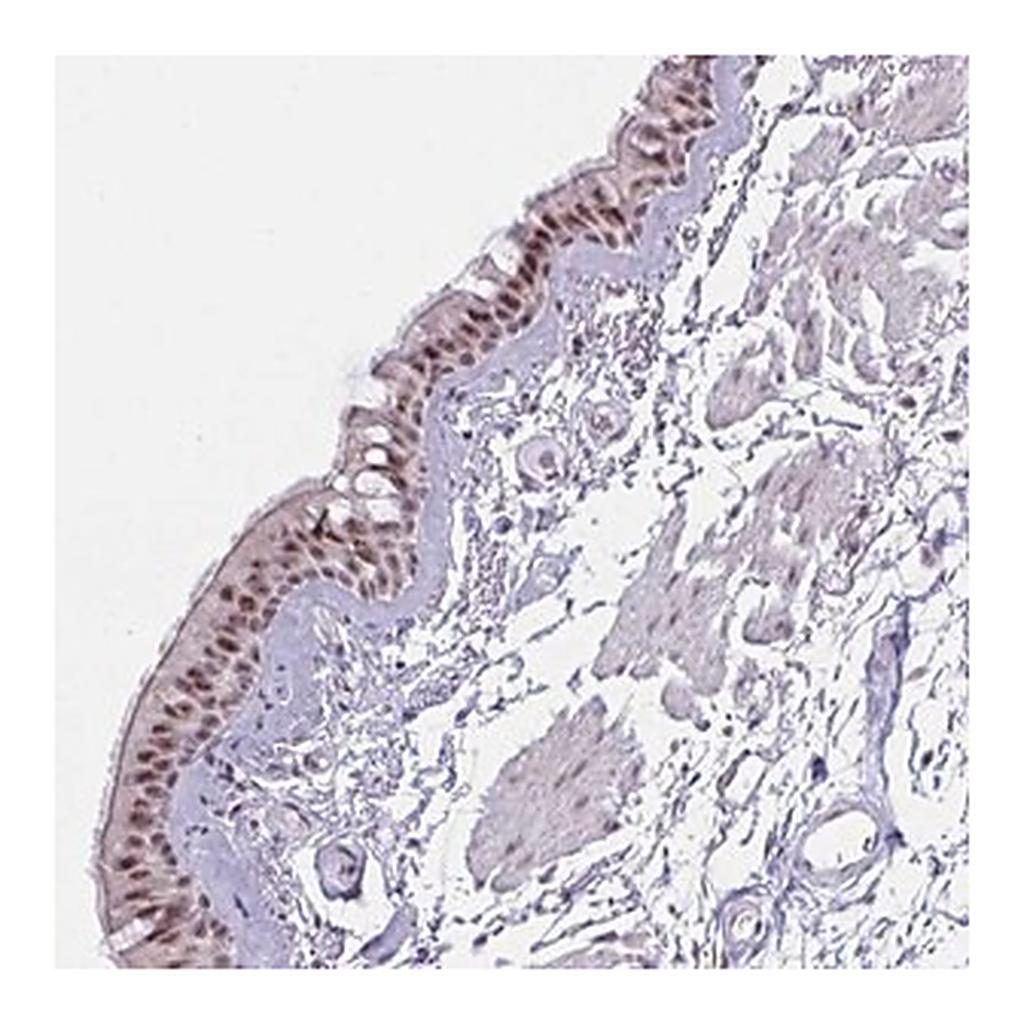 Merck Anti-PRR14 antibody produced in rabbit