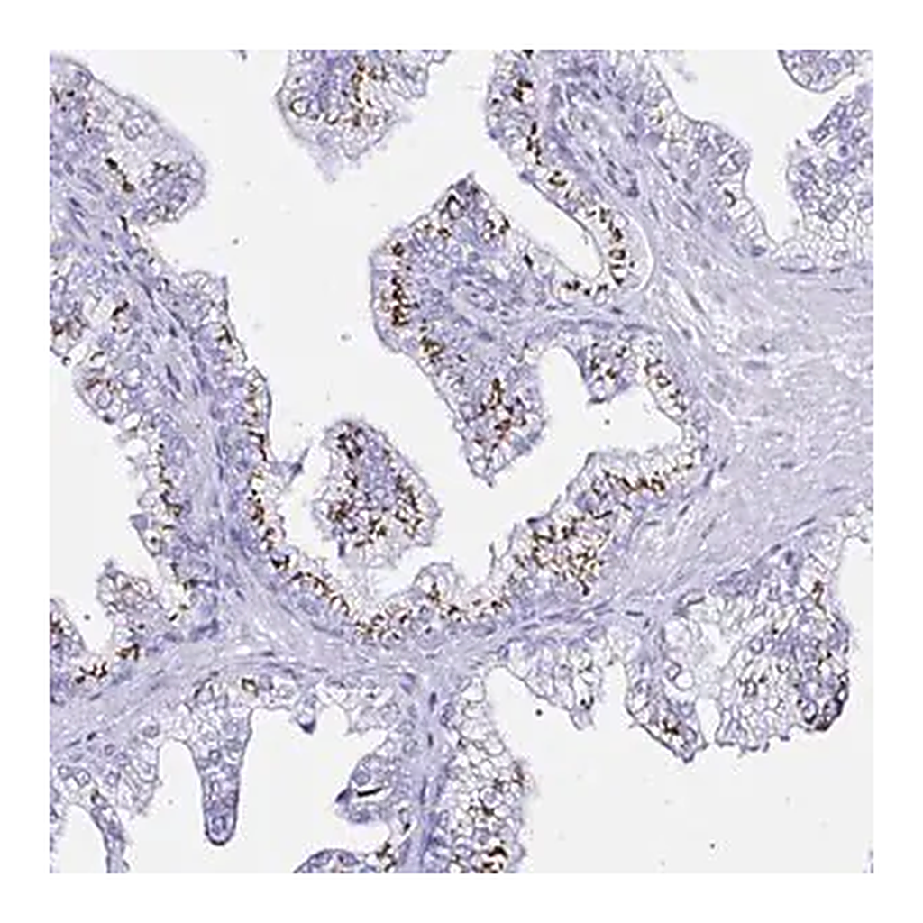 Merck Anti-ZNF432 antibody produced in rabbit