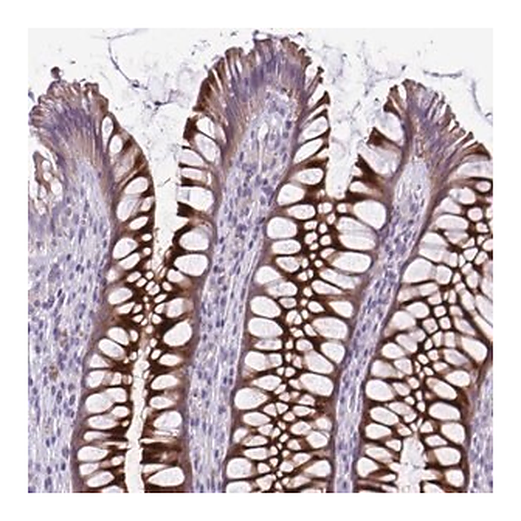 Merck Anti-PRSS45 antibody produced in rabbit