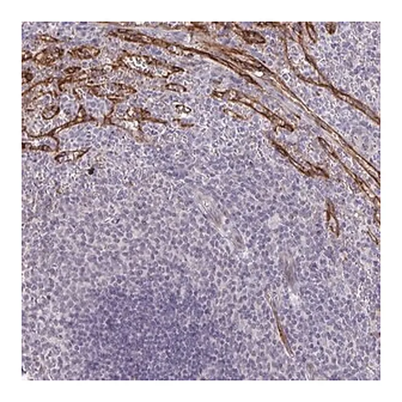 Merck Anti-TMEM82 antibody produced in rabbit
