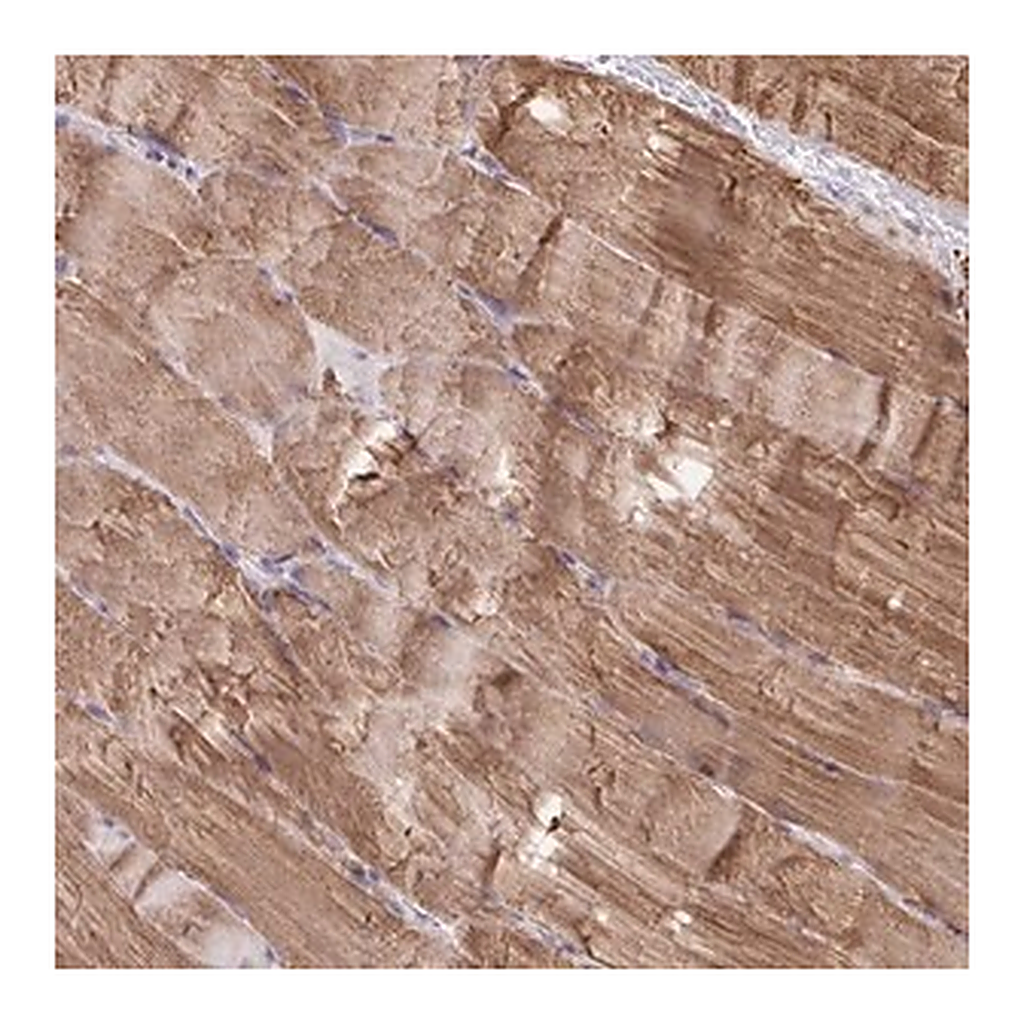 Merck Anti-KLHL34 antibody produced in rabbit