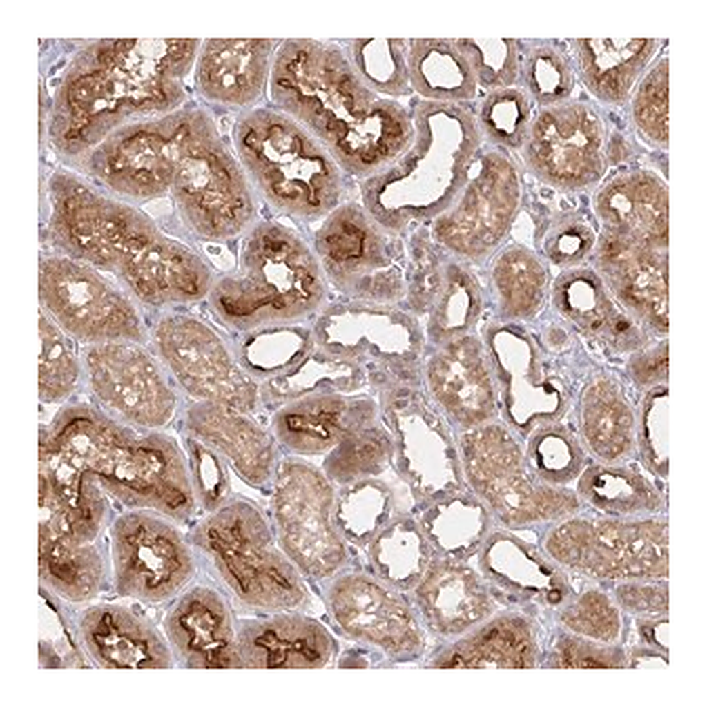 Merck Anti-DCST1 antibody produced in rabbit