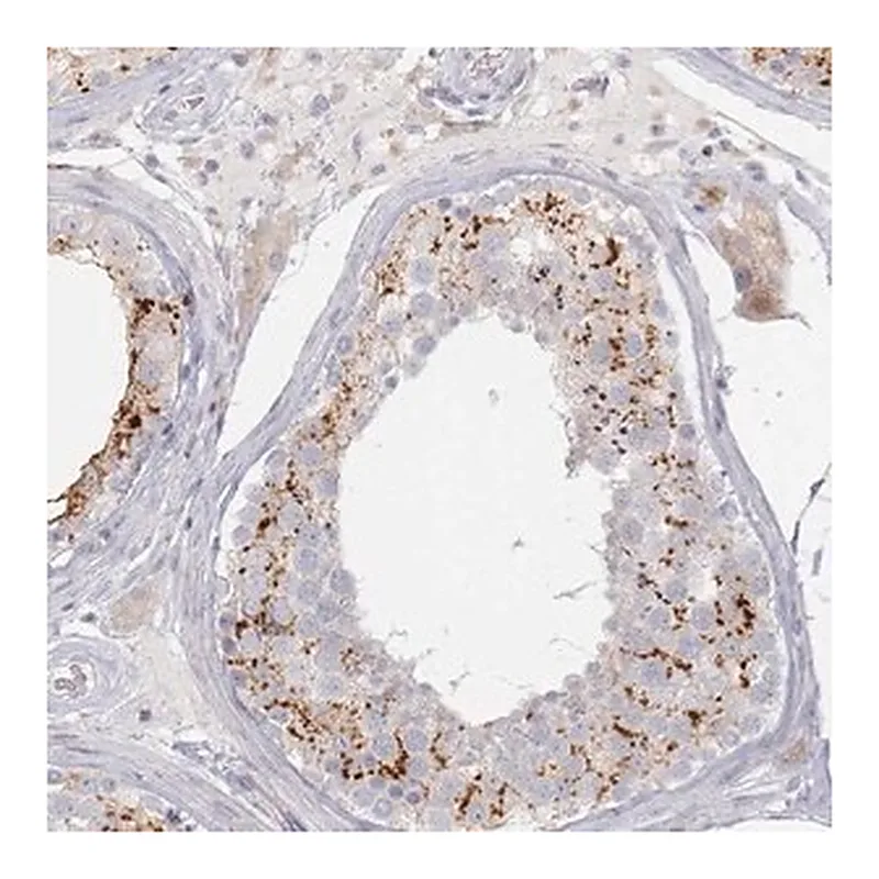 Merck Anti-SLC2A11 antibody produced in rabbit