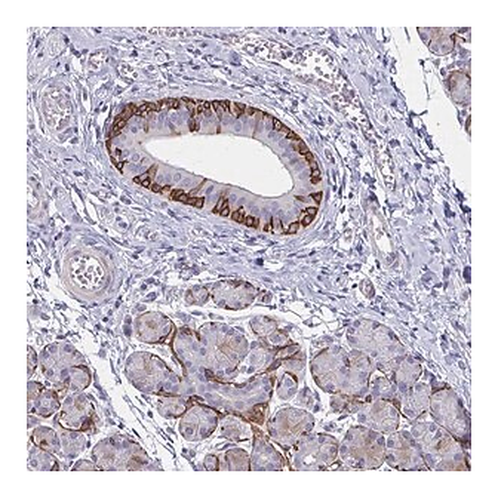 Merck Anti-GLYATL2 antibody produced in rabbit