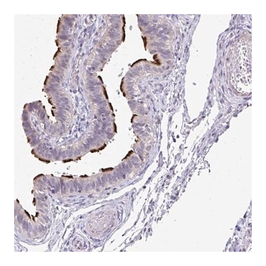 Merck Anti-MROH8 antibody produced in rabbit
