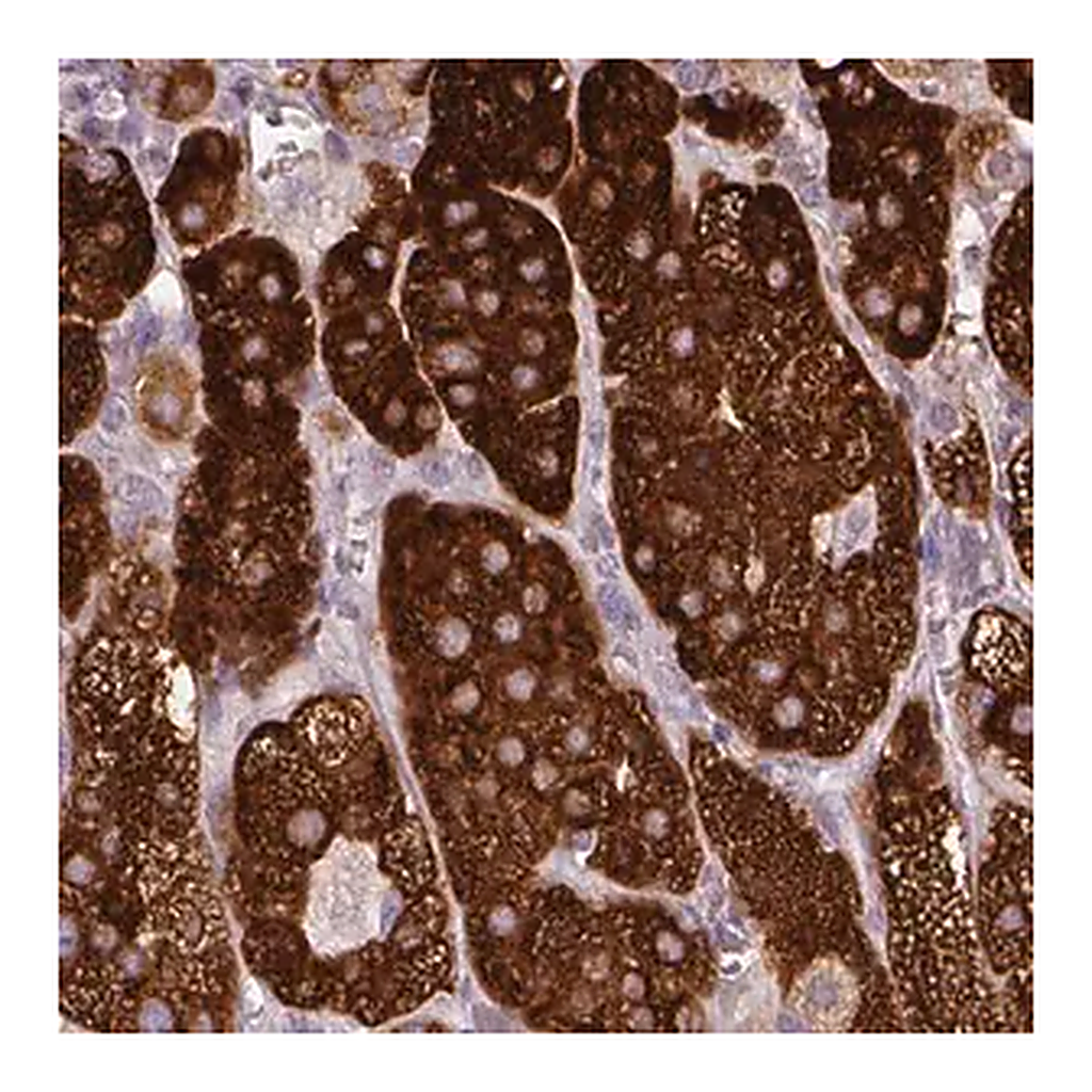 Merck Anti-HSD3B1 antibody produced in rabbit