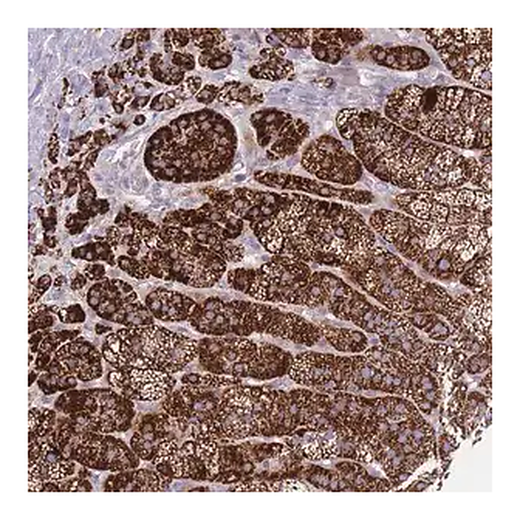 Merck Anti-PDE4A antibody produced in rabbit