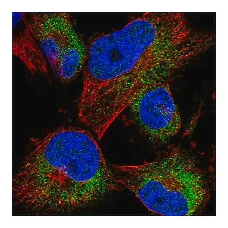 Merck Anti-ACBD7 antibody produced in rabbit