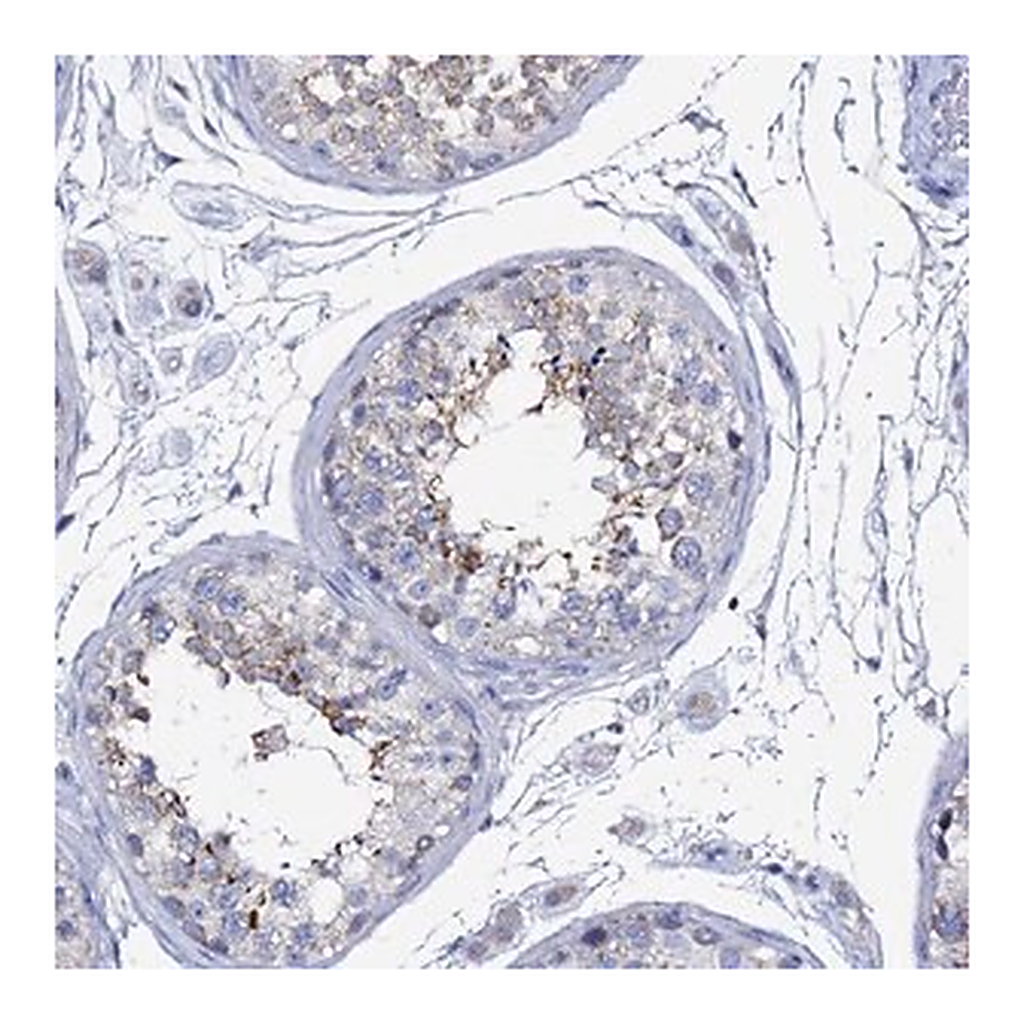 Merck Anti-FAM183A antibody produced in rabbit