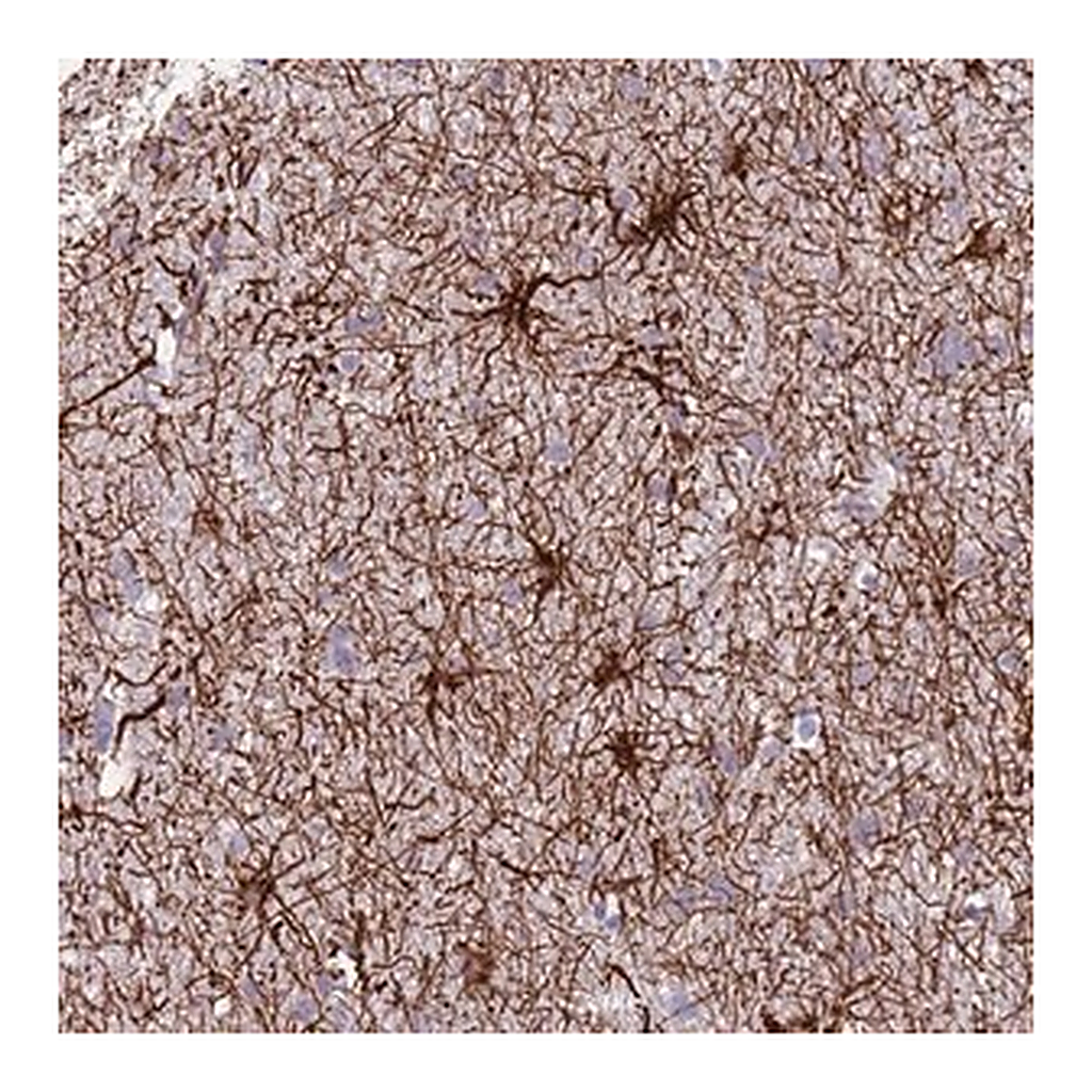 Merck Anti-TAS2R38 antibody produced in rabbit