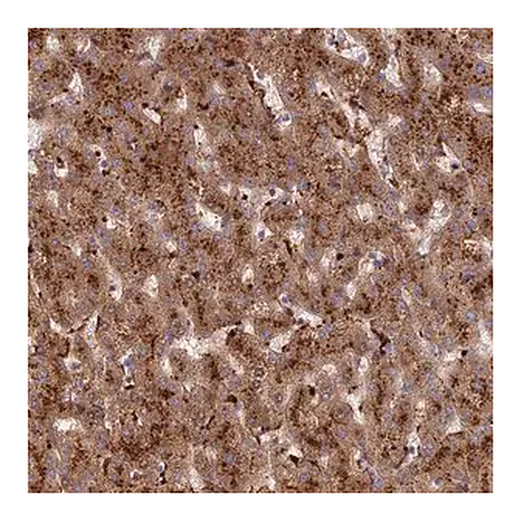 Merck Anti-C5orf51 antibody produced in rabbit