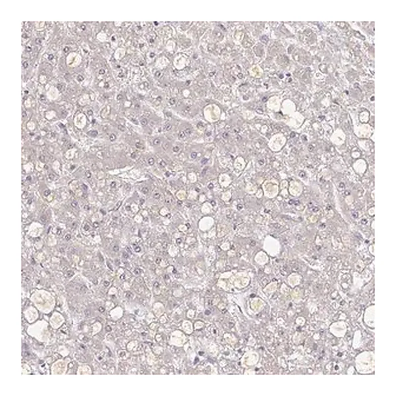Merck Anti-A1BG antibody produced in rabbit