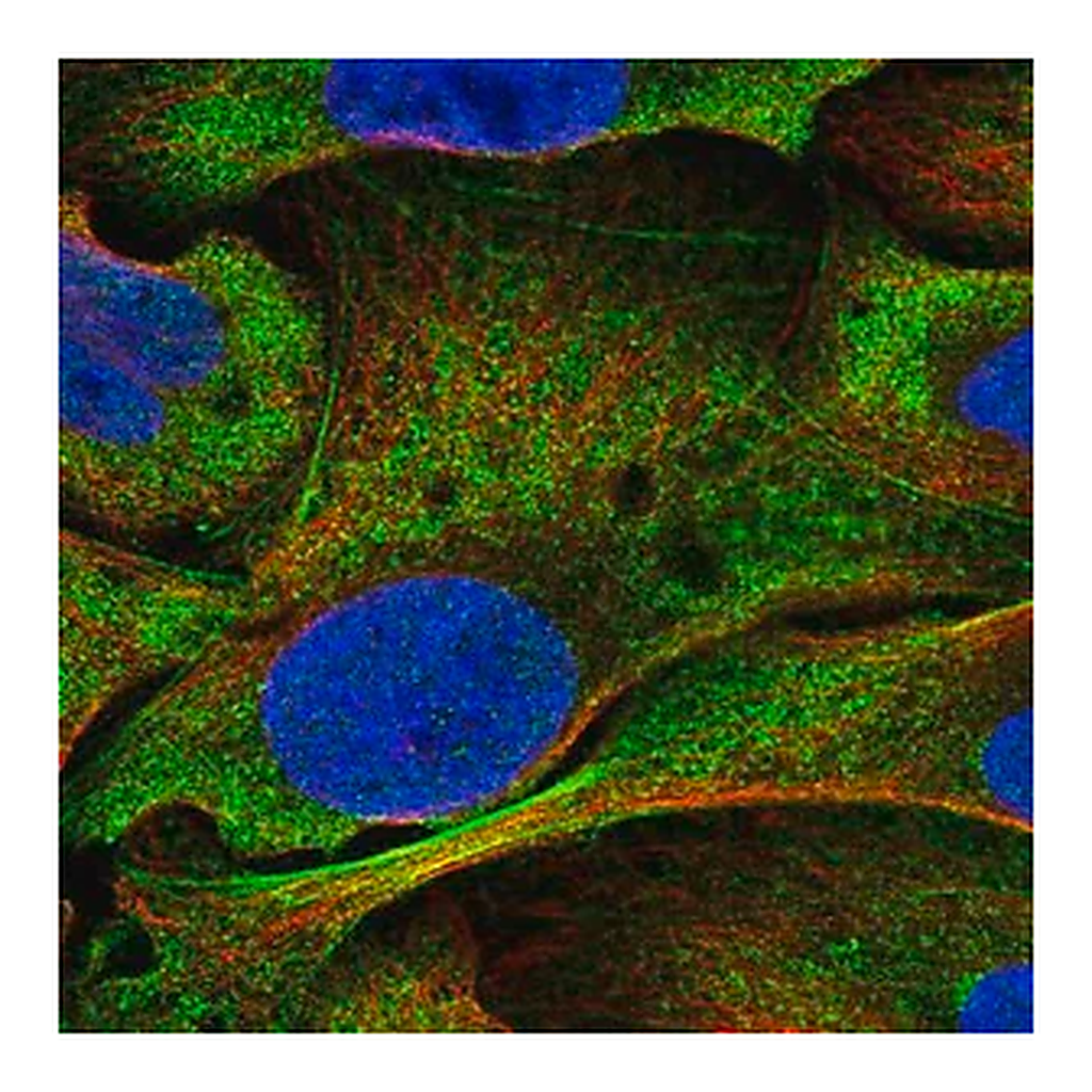 Merck Anti-NOTCH3 antibody produced in rabbit