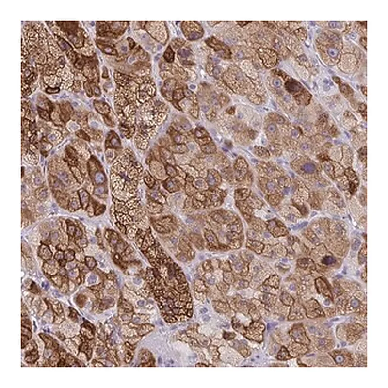 Merck Anti-ZFP82 antibody produced in rabbit