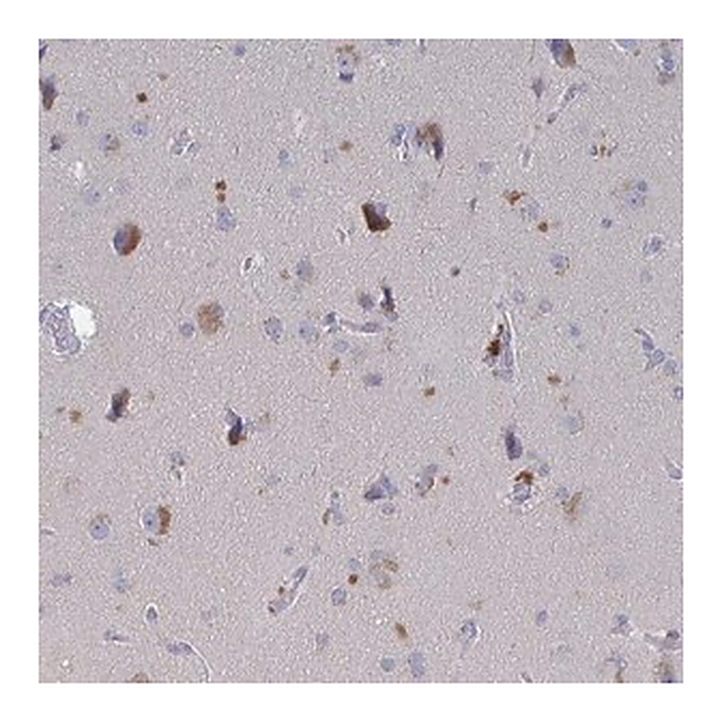 Merck Anti-GPR148 antibody produced in rabbit