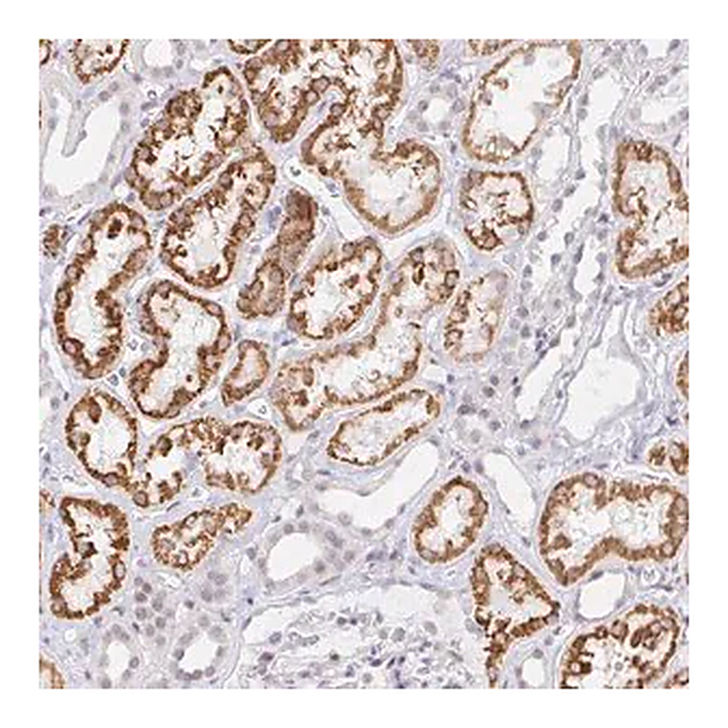 Merck Anti-COL28A1 antibody produced in rabbit