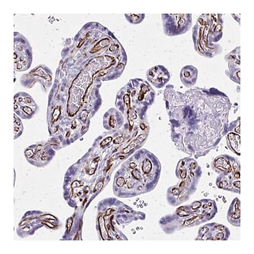 Merck Anti-TRIM6 antibody produced in rabbit