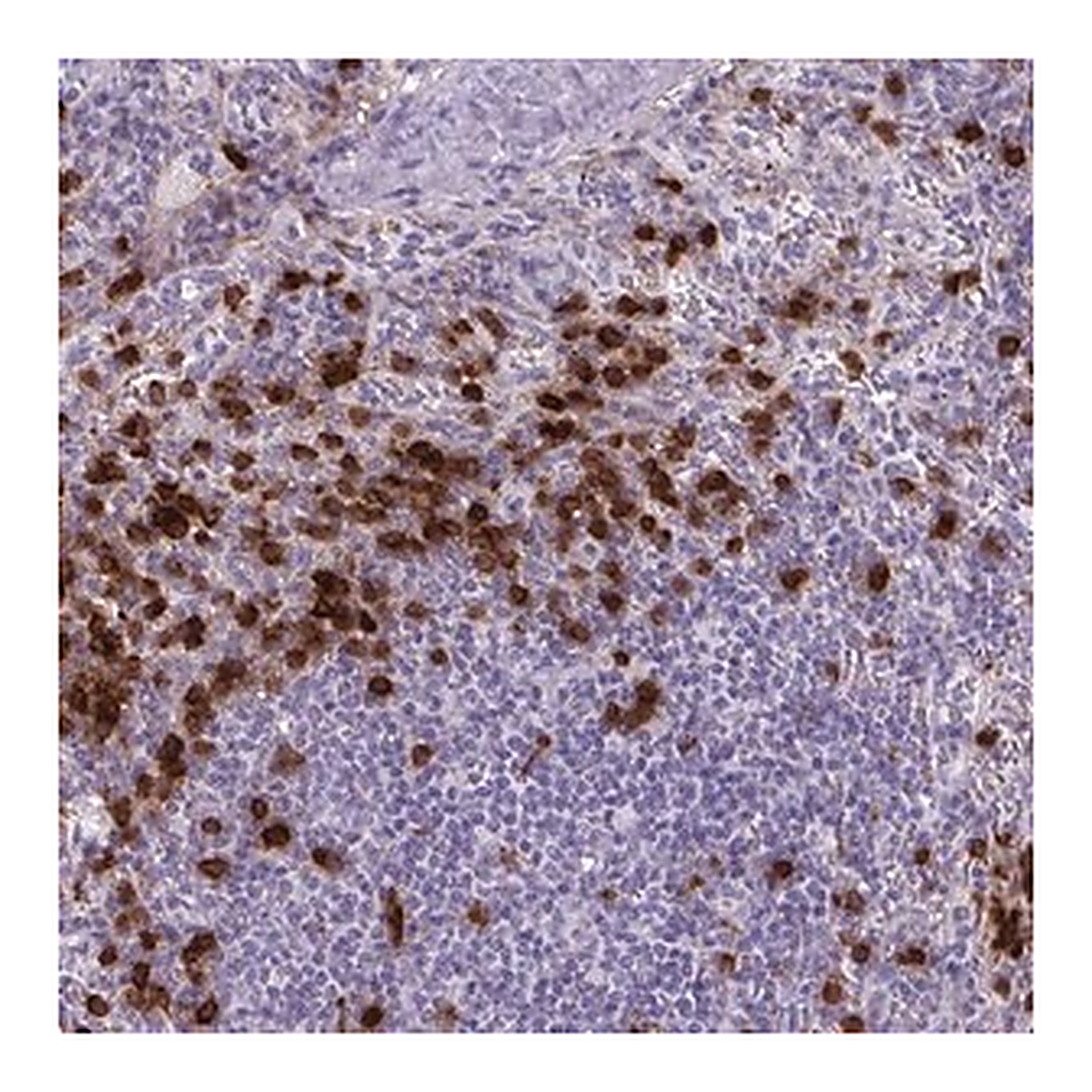 Merck Anti-TMEM133 antibody produced in rabbit