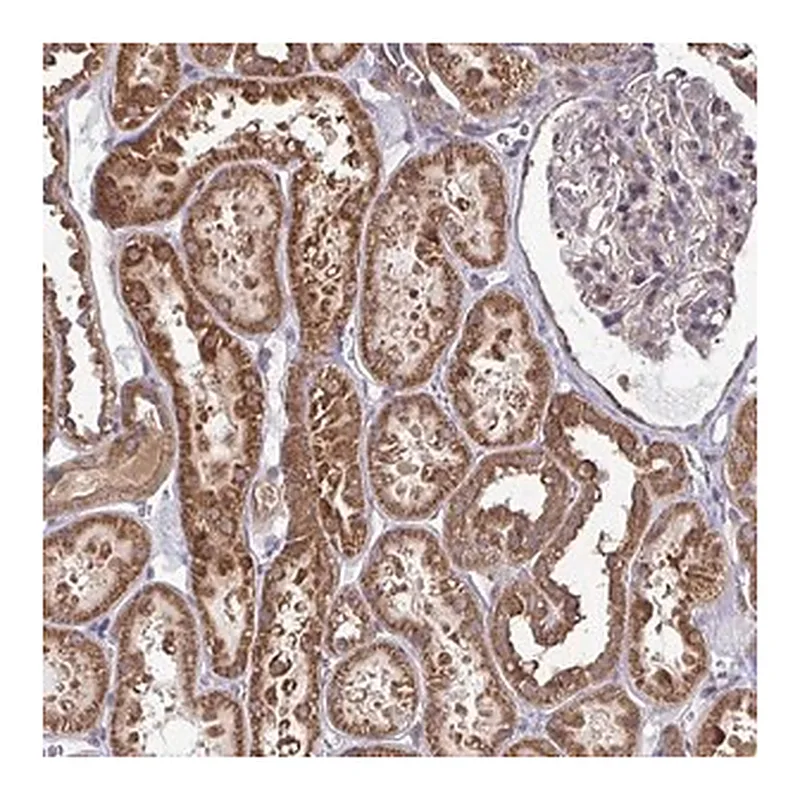 Merck Anti-DNAJA2 antibody produced in rabbit
